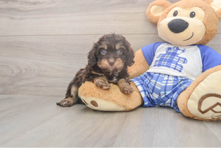 Best Cavapoo Baby
