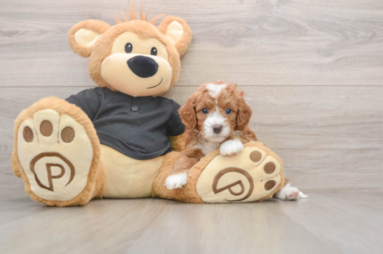 Cavapoo Pup Being Cute