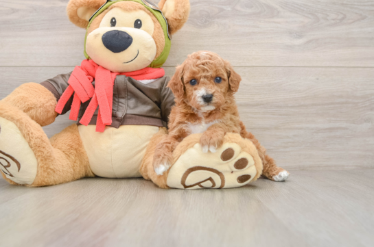 Smart Cavapoo Poodle Mix Pup