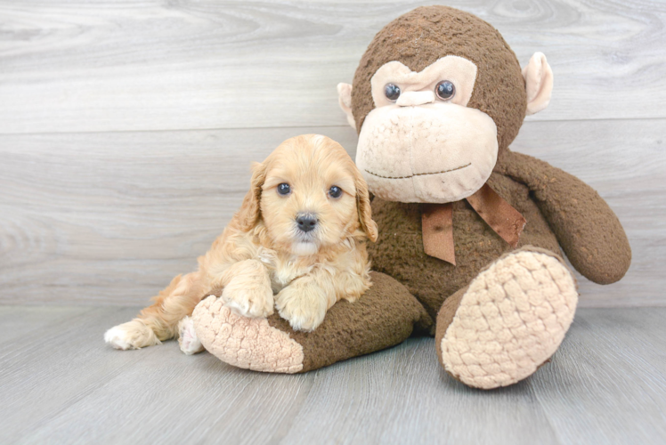 Cute Cavapoo Poodle Mix Pup