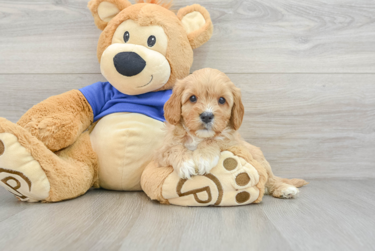 Meet Gerswald - our Cavapoo Puppy Photo 1/3 - Puppy Love PR Best Cavapoo Baby