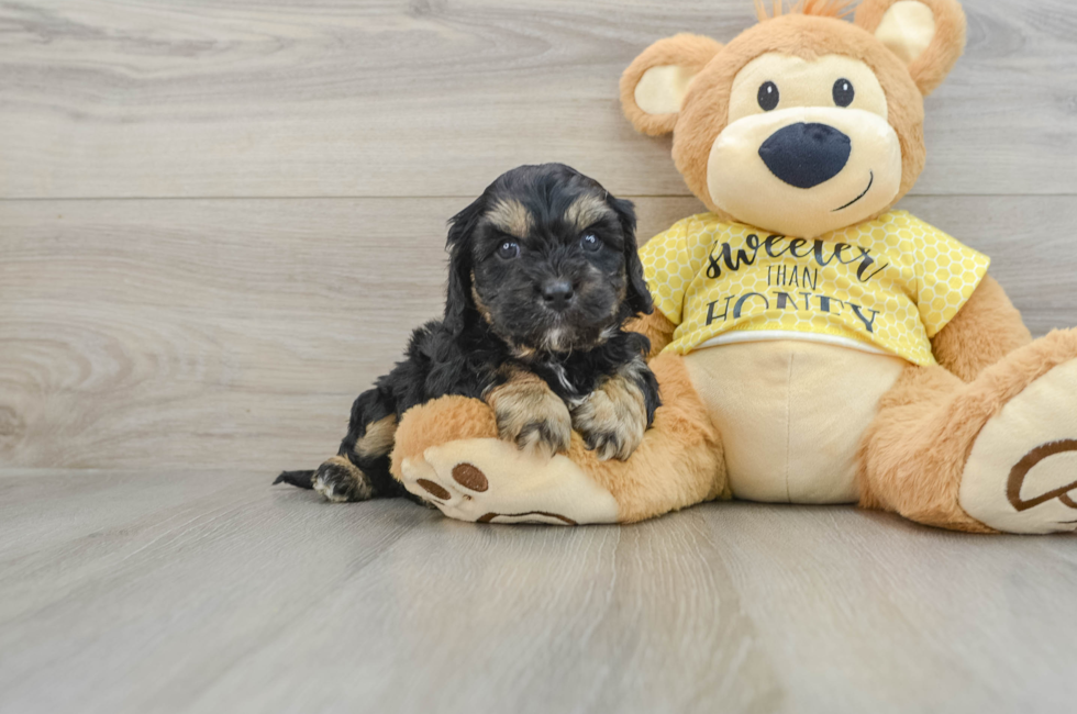 6 week old Cavapoo Puppy For Sale - Puppy Love PR