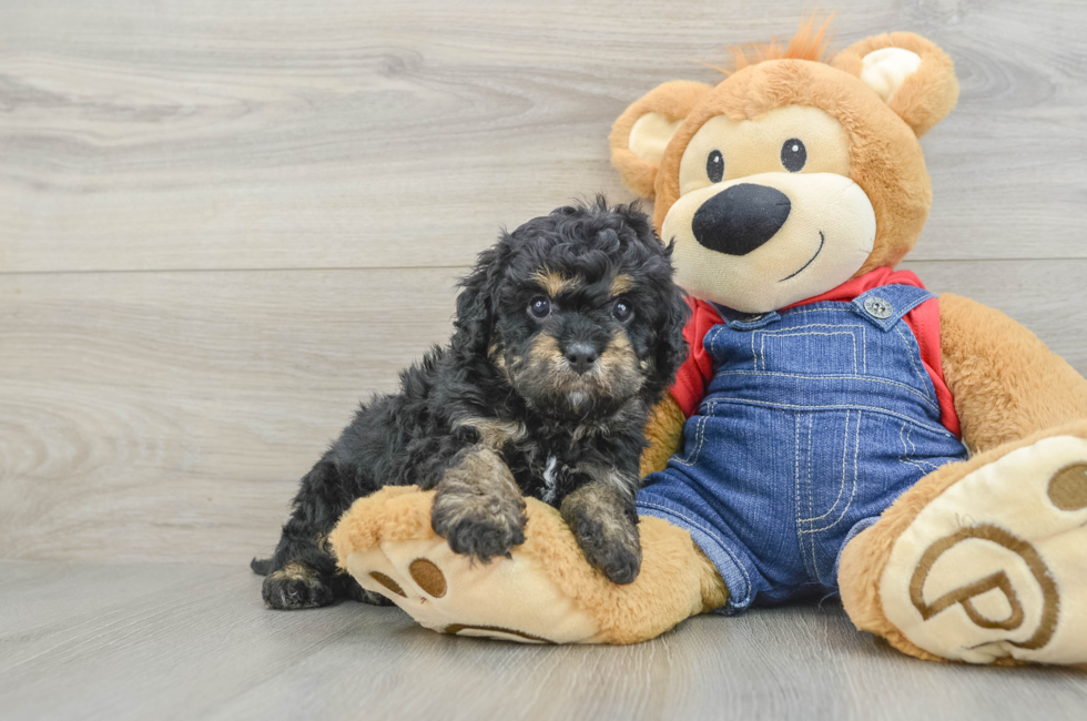 6 week old Cavapoo Puppy For Sale - Puppy Love PR