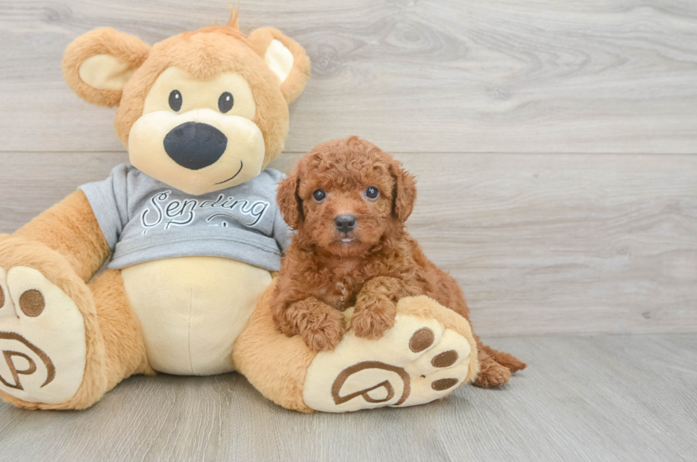 6 week old Cavapoo Puppy For Sale - Puppy Love PR