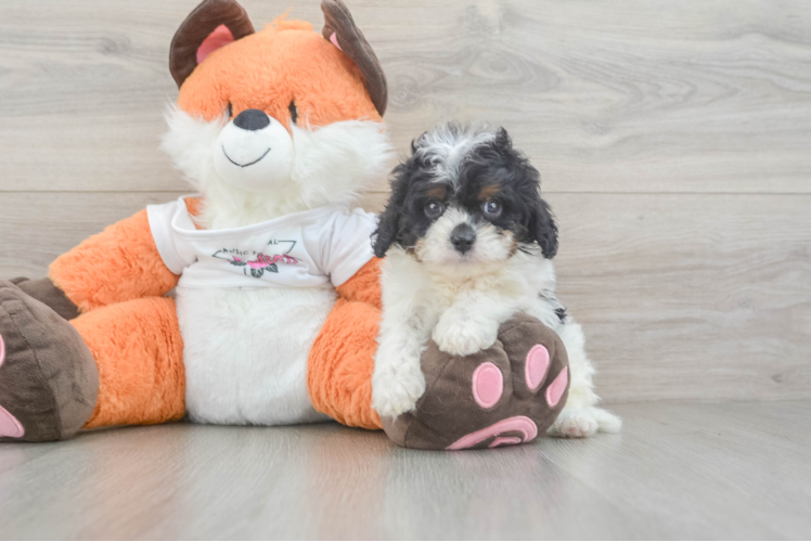 Energetic Cavoodle Poodle Mix Puppy