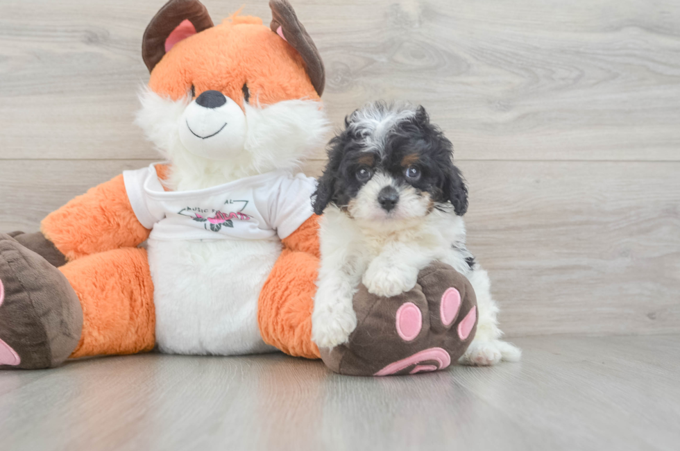 5 week old Cavapoo Puppy For Sale - Puppy Love PR