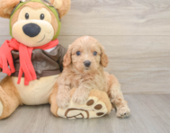 7 week old Cavapoo Puppy For Sale - Puppy Love PR