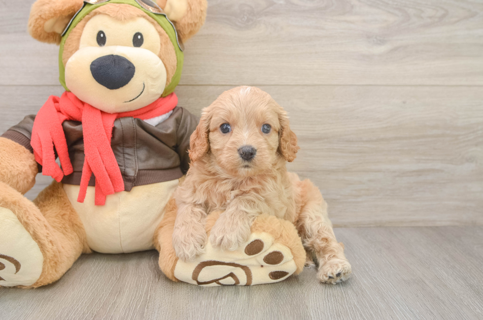 6 week old Cavapoo Puppy For Sale - Puppy Love PR