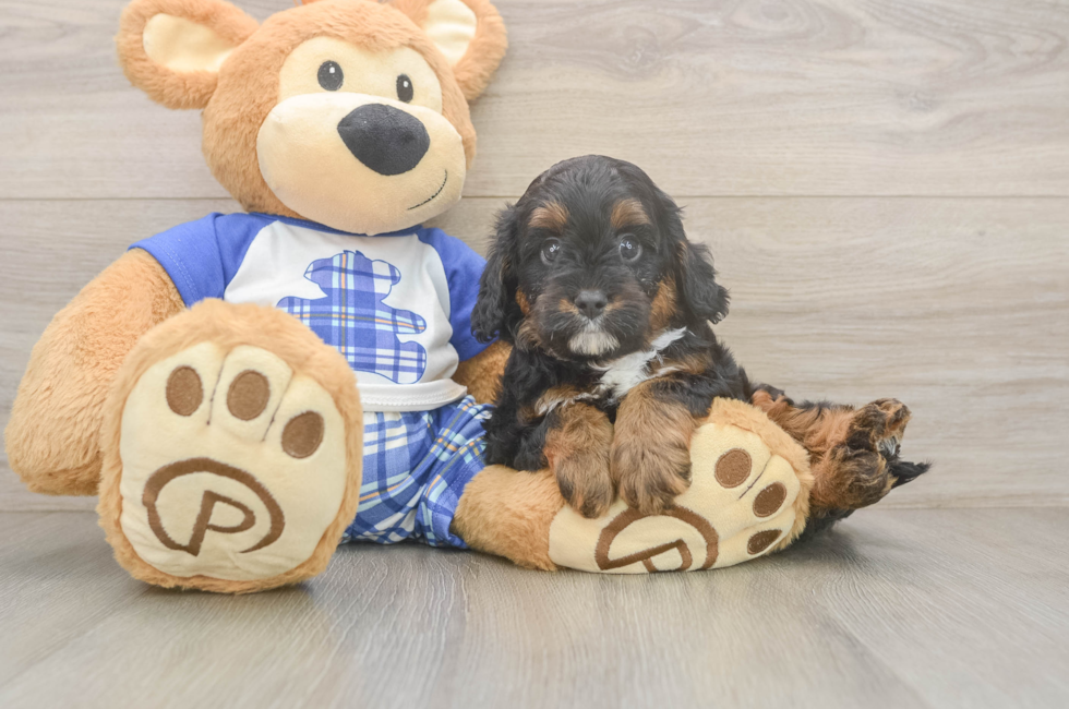 6 week old Cavapoo Puppy For Sale - Puppy Love PR