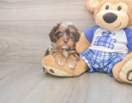 8 week old Cavapoo Puppy For Sale - Puppy Love PR