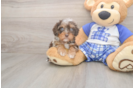 Cavapoo Puppy for Adoption