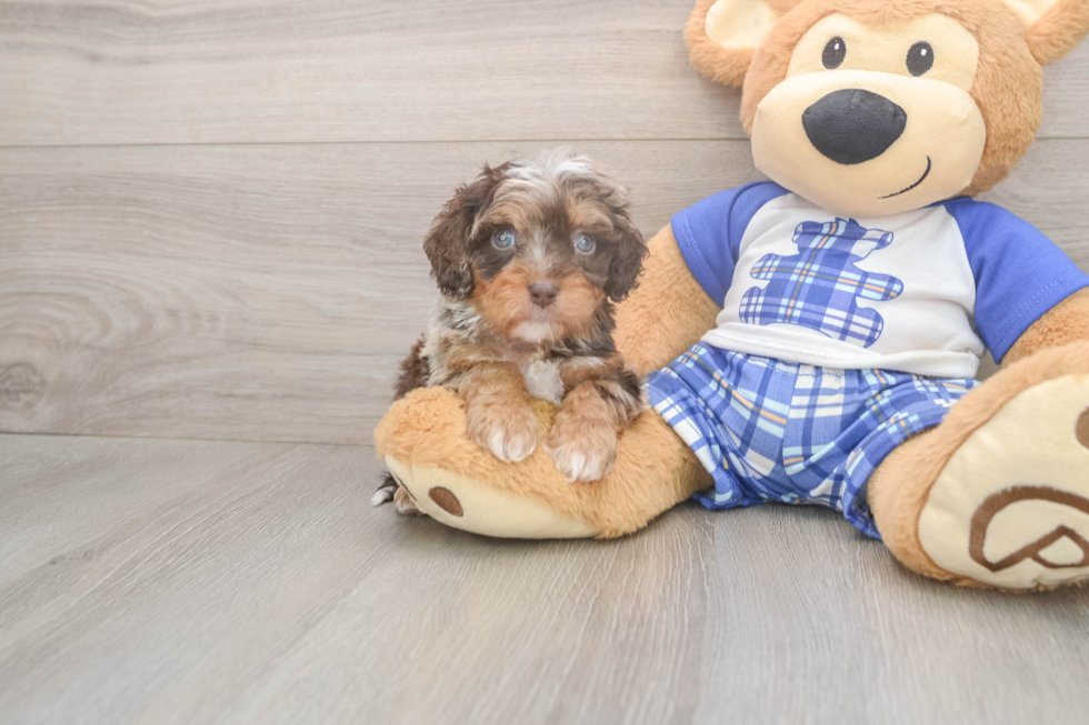 Cavapoo Puppy for Adoption