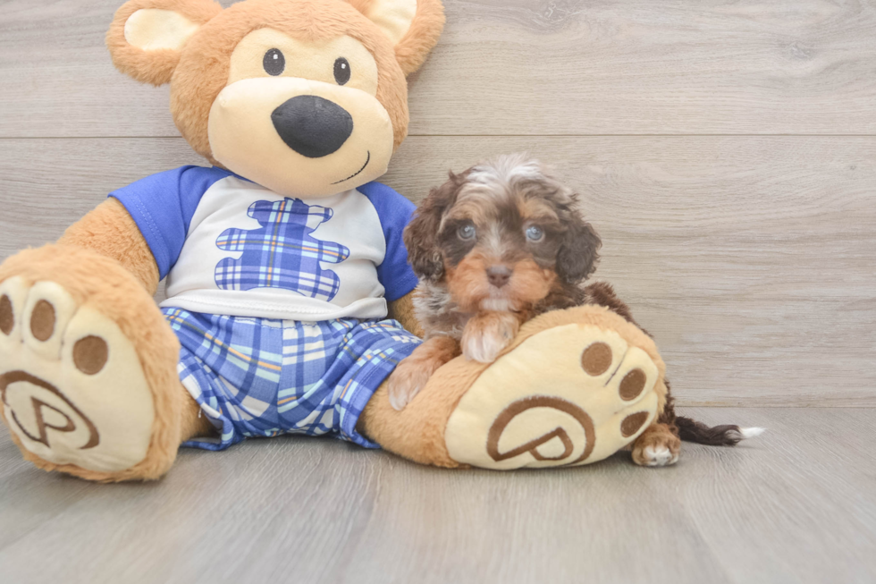 Hypoallergenic Cavadoodle Poodle Mix Puppy