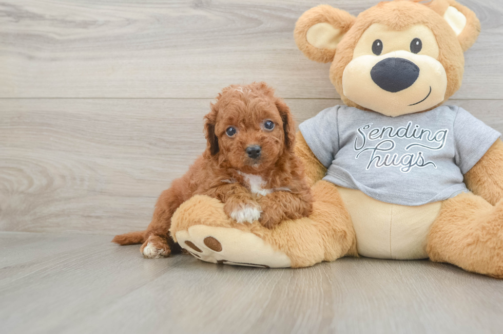 6 week old Cavapoo Puppy For Sale - Puppy Love PR