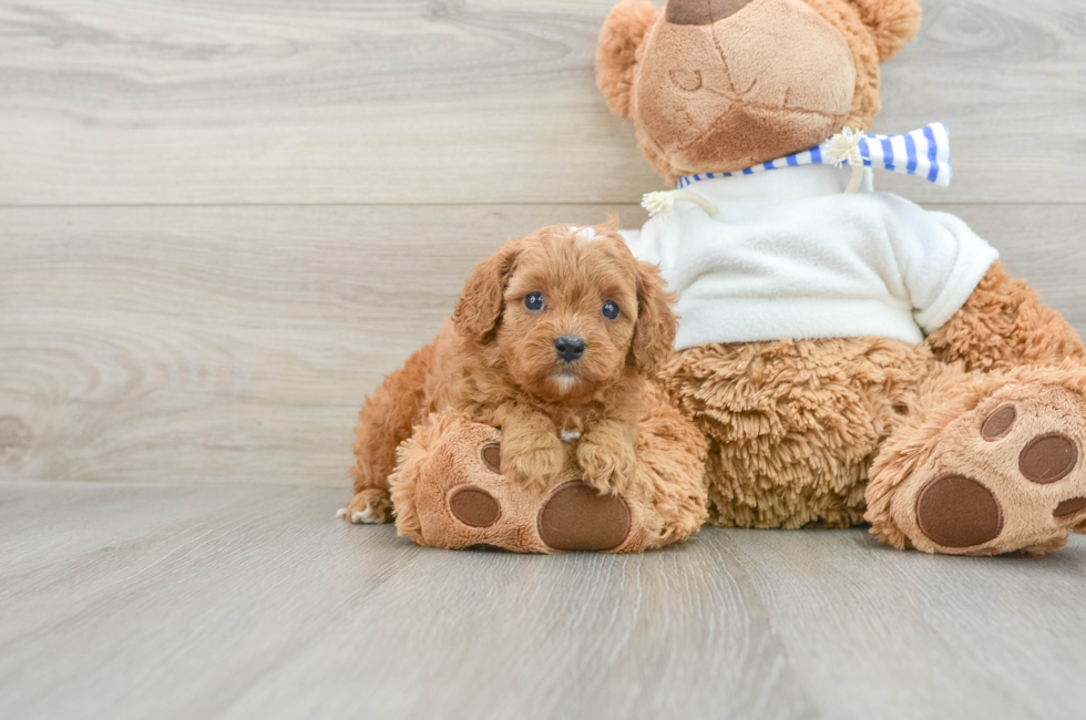 7 week old Cavapoo Puppy For Sale - Puppy Love PR