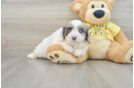 Cavapoo Pup Being Cute