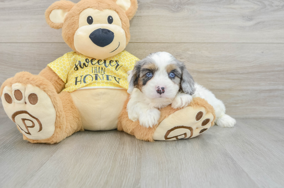 6 week old Cavapoo Puppy For Sale - Puppy Love PR