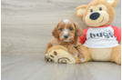 Best Cavapoo Baby