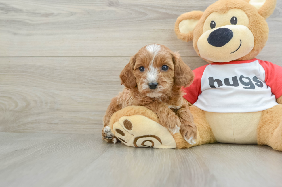 7 week old Cavapoo Puppy For Sale - Puppy Love PR