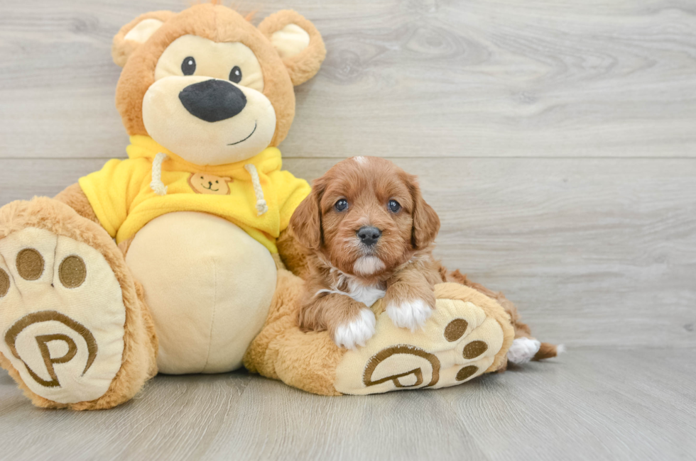 6 week old Cavapoo Puppy For Sale - Puppy Love PR