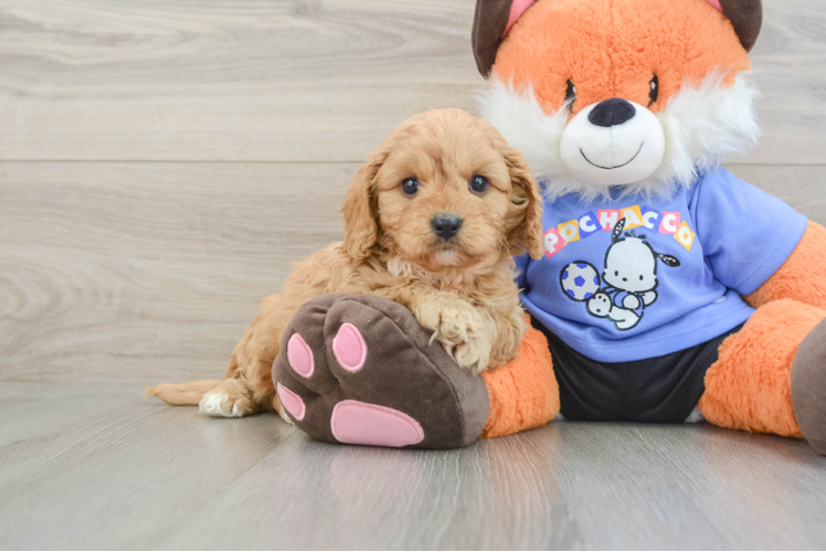 Best Cavapoo Baby