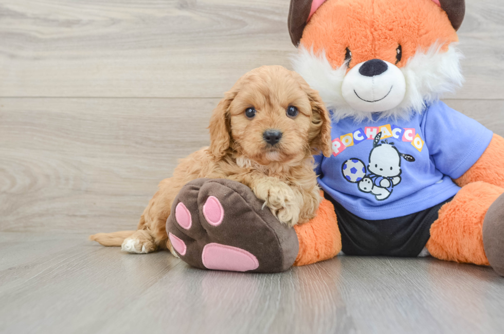 7 week old Cavapoo Puppy For Sale - Puppy Love PR