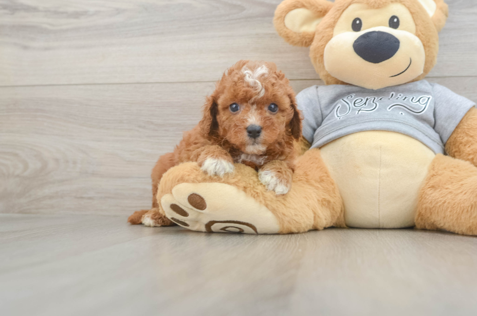 6 week old Cavapoo Puppy For Sale - Puppy Love PR