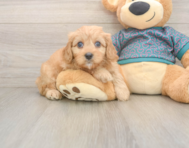 9 week old Cavapoo Puppy For Sale - Puppy Love PR