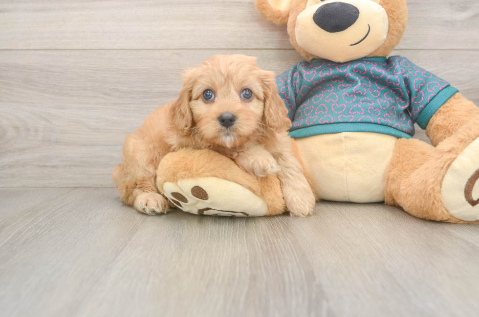 7 week old Cavapoo Puppy For Sale - Puppy Love PR