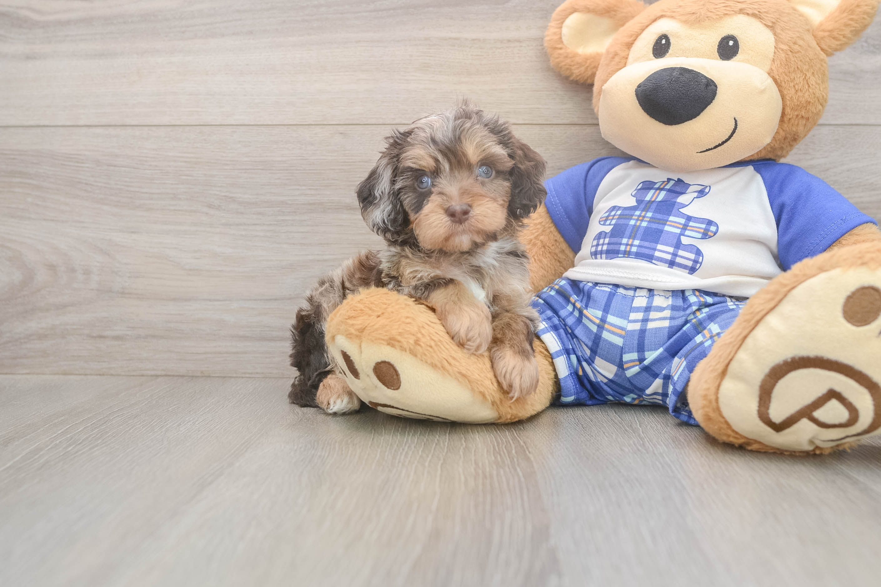 Happy Cavapoo Baby