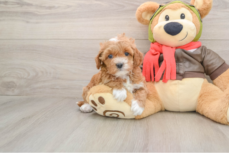 Cavapoo Puppy for Adoption