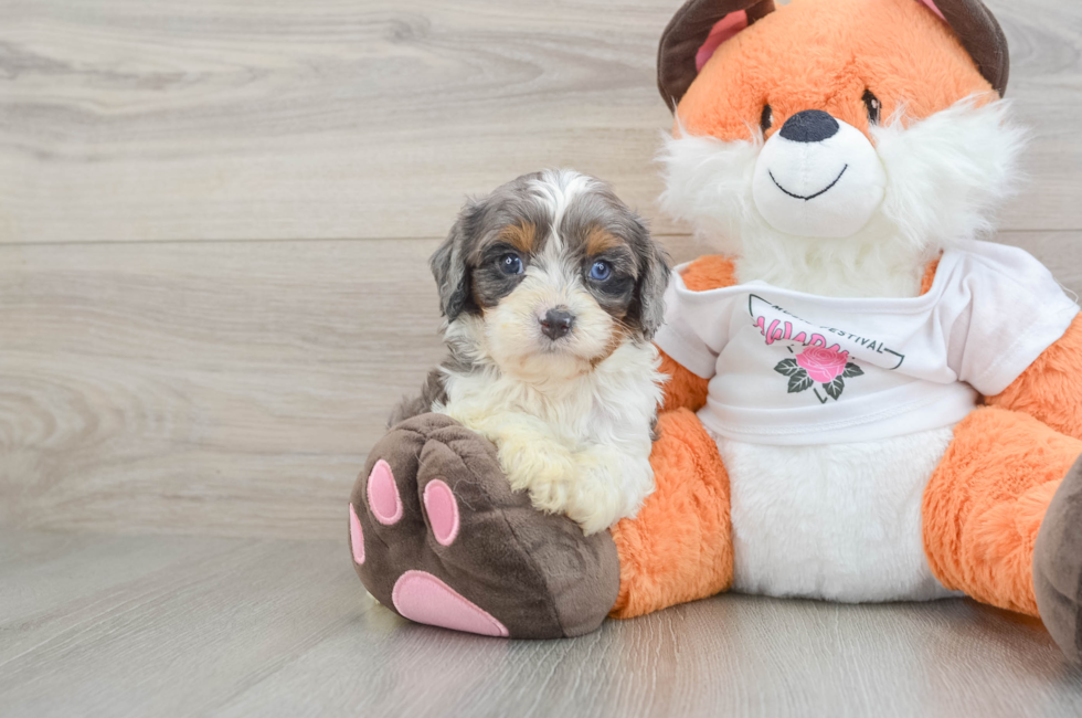 6 week old Cavapoo Puppy For Sale - Puppy Love PR