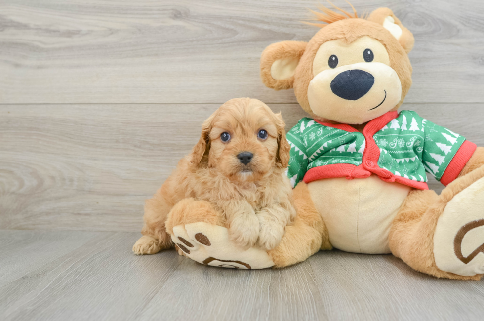 5 week old Cavapoo Puppy For Sale - Puppy Love PR