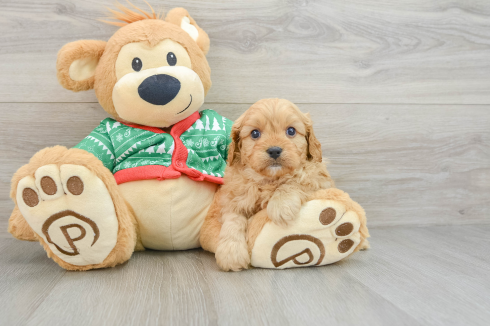 Cavapoo Puppy for Adoption