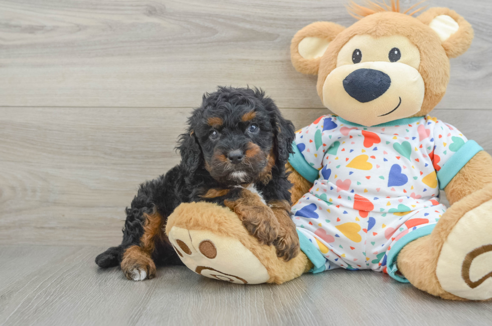 6 week old Cavapoo Puppy For Sale - Puppy Love PR