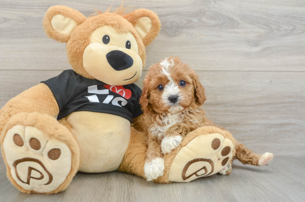 5 week old Cavapoo Puppy For Sale - Puppy Love PR