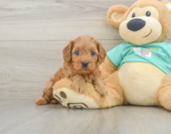 9 week old Cavapoo Puppy For Sale - Puppy Love PR