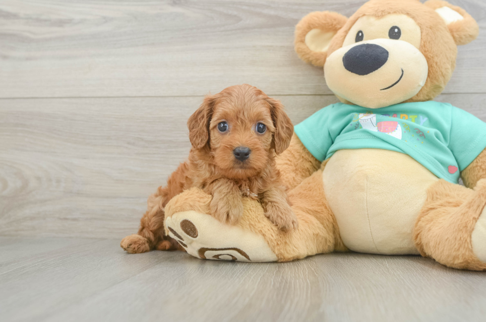 7 week old Cavapoo Puppy For Sale - Puppy Love PR