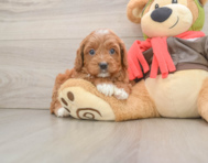7 week old Cavapoo Puppy For Sale - Puppy Love PR