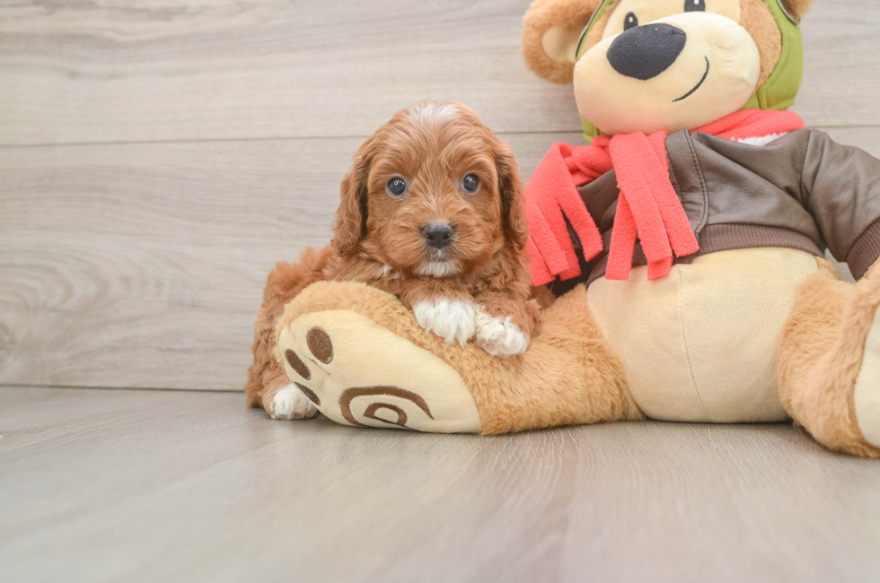 5 week old Cavapoo Puppy For Sale - Puppy Love PR