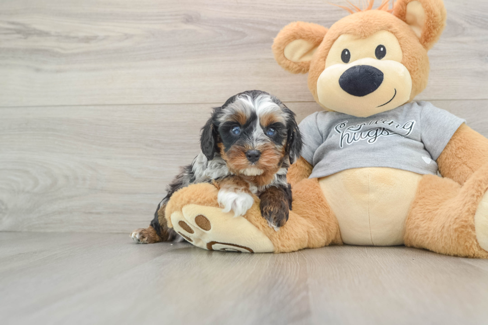 Small Cavapoo Baby