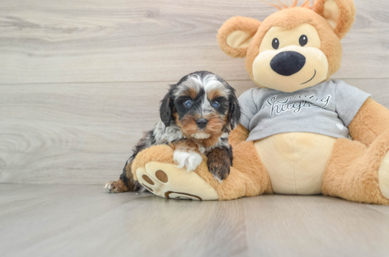 Small Cavapoo Baby
