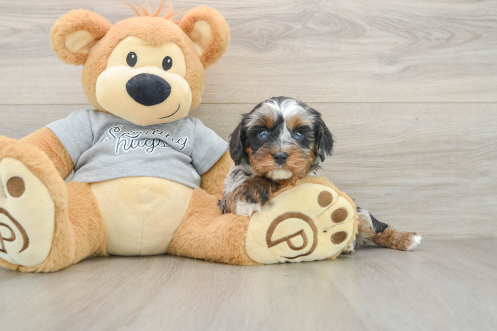 Cavapoo Puppy for Adoption