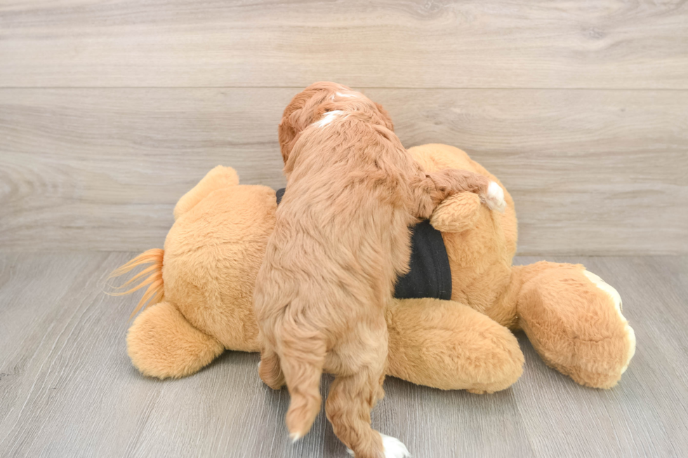 Hypoallergenic Cavadoodle Poodle Mix Puppy