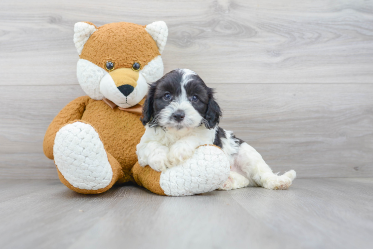 Meet Hansel - our Cavapoo Puppy Photo 1/3 - Puppy Love PR Cavapoo Puppy for Adoption