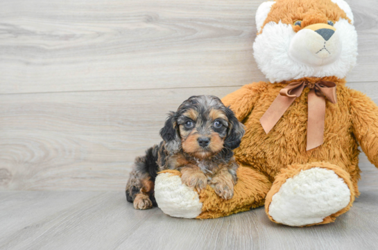 Hypoallergenic Cavoodle Poodle Mix Puppy