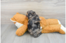 Popular Cavapoo Poodle Mix Pup