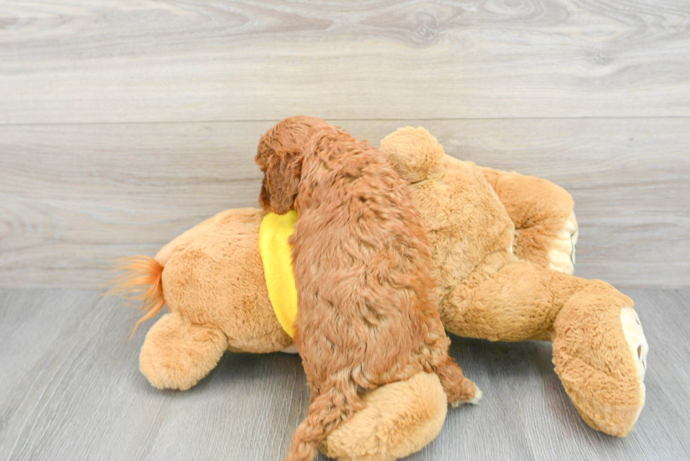 Funny Cavapoo Poodle Mix Pup