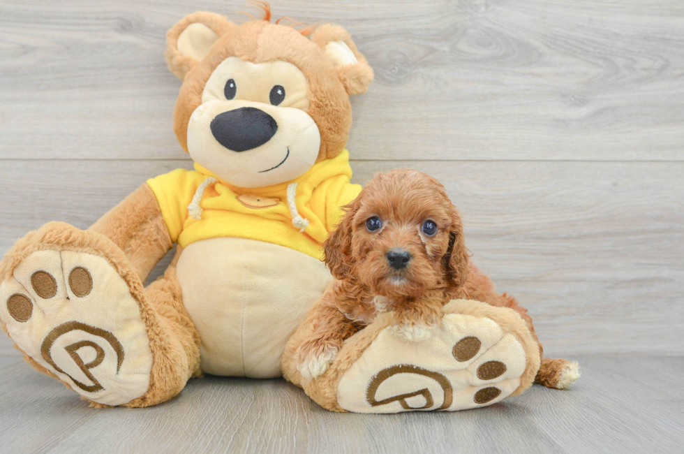 10 week old Cavapoo Puppy For Sale - Puppy Love PR