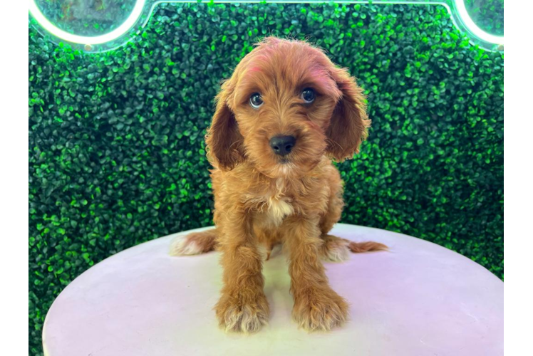 Meet Happy - our Cavapoo Puppy Photo 1/4 - Puppy Love PR Cavapoo Puppy for Adoption